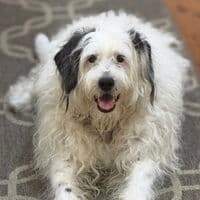 Dottie the Terrier Mix
