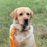 Robbie the Yellow Lab